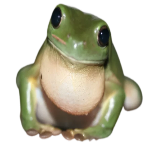 Стикер frogs 🙂