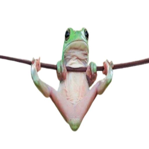 Стикер frogs ☺️