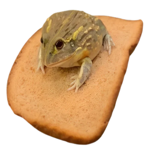 frogs sticker 🙃