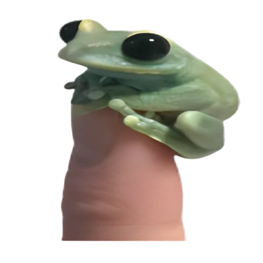 frogs sticker 😶