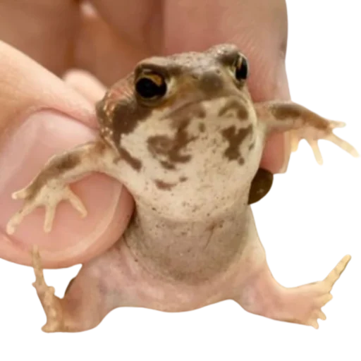 frogs sticker 😤