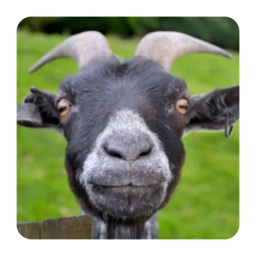 Telegram stiker «Funny Goat» 🏞