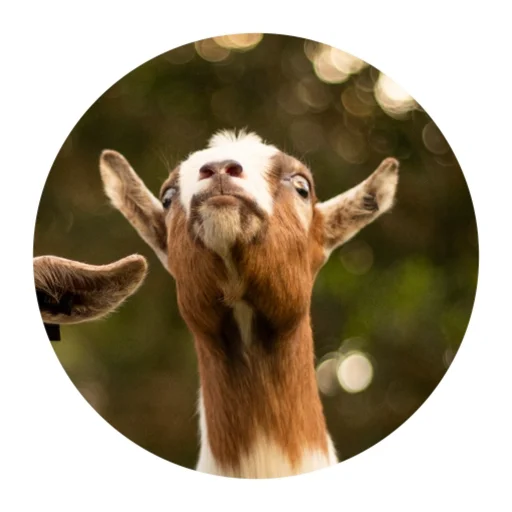 Funny Goat sticker 🤔
