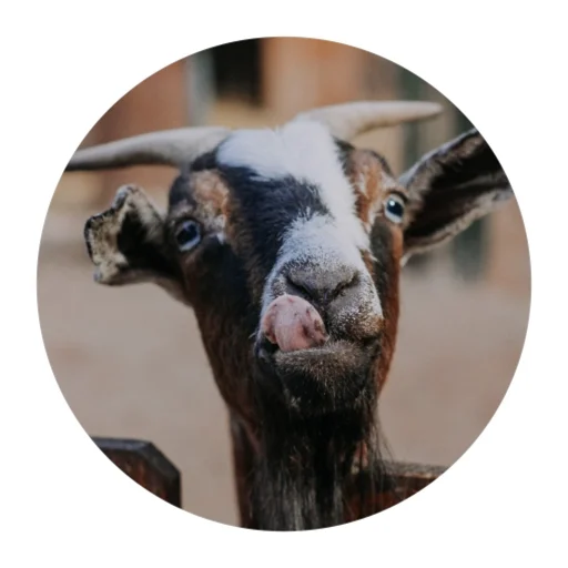 Funny Goat sticker 😋