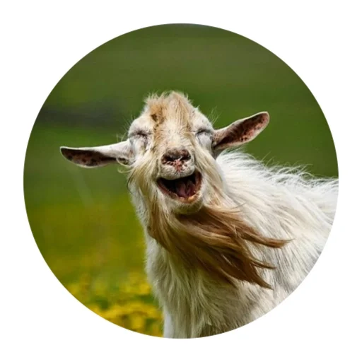 Стикер Funny Goat 😃