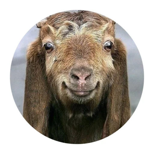 Funny Goat sticker 🙂