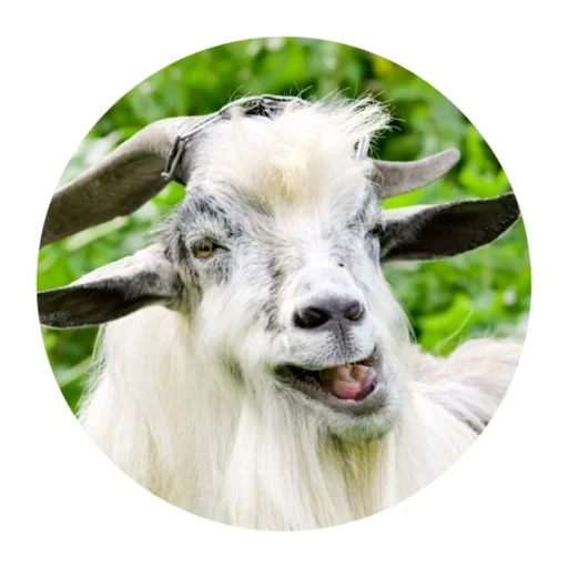 Стикер Funny Goat 😜