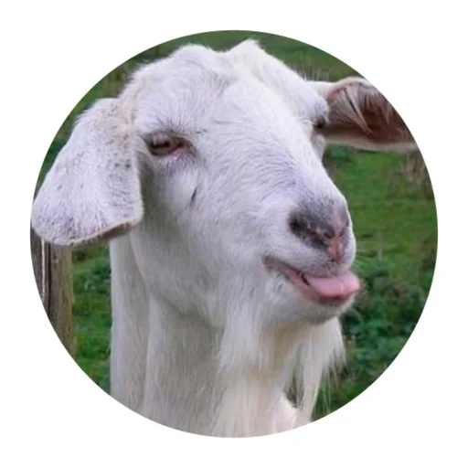 Стікер Funny Goat 😛
