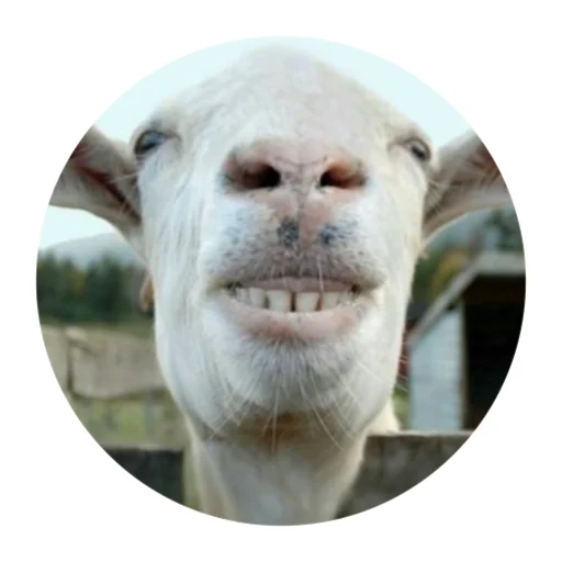 Funny Goat sticker 😁