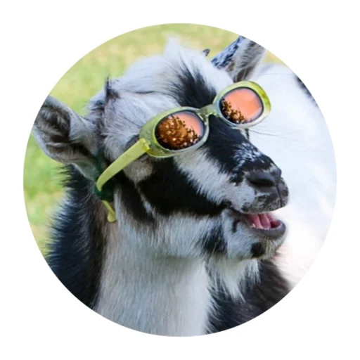 Стикер Funny Goat 😎