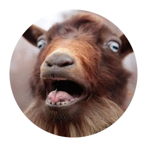 Стикер Telegram «Funny Goat» 😱