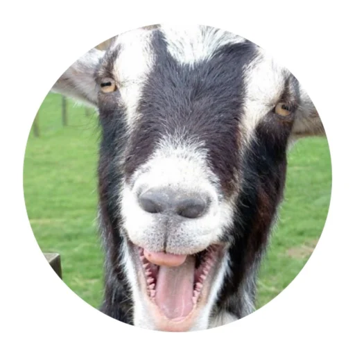 Funny Goat sticker 😱