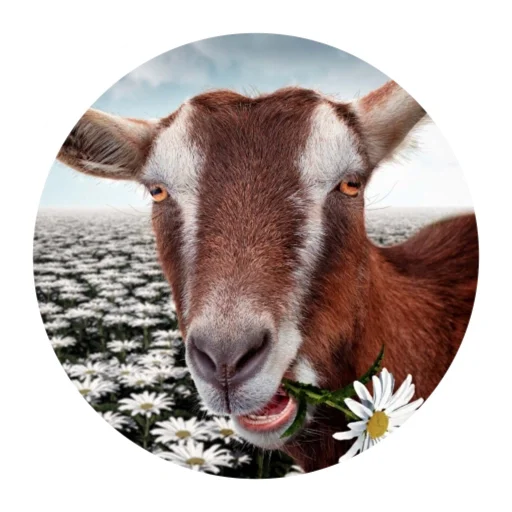 Funny Goat stiker 🌼