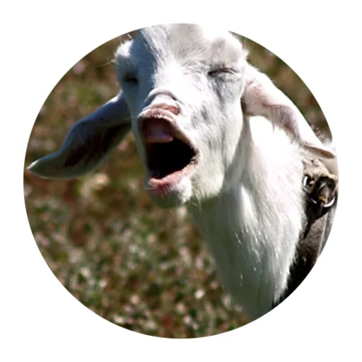 Стикер Funny Goat 😱