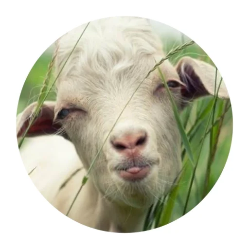 Funny Goat sticker 😑