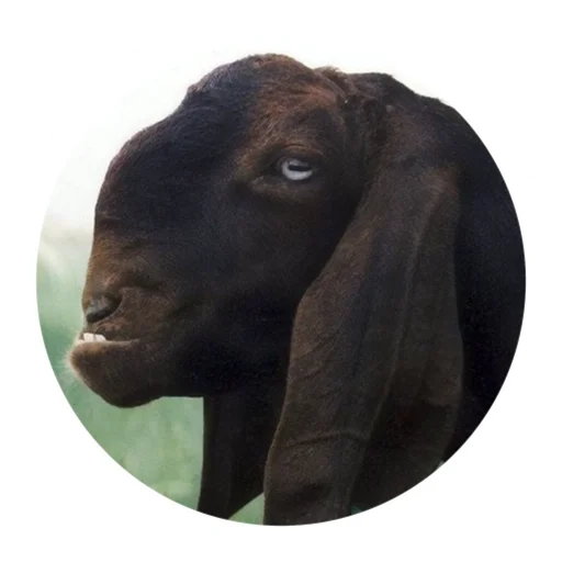 Funny Goat sticker 😬