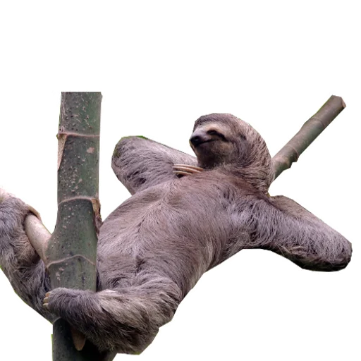 Стікери телеграм Fun Sloth