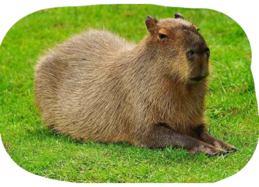 Kapibara sticker 🦐