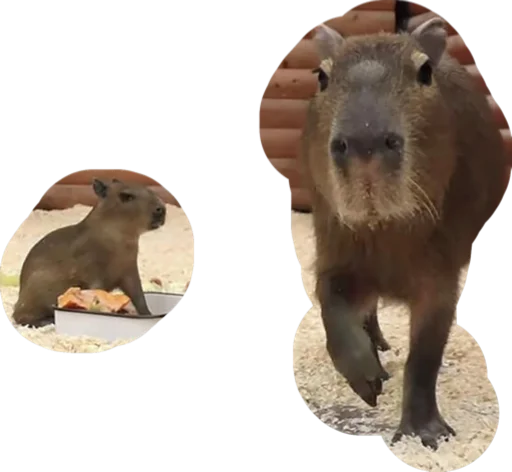 Telegram stiker «Kapibara» 🕸️