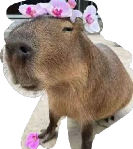 Стікер Kapibara 🐢