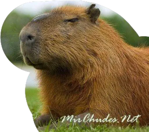 Kapibara stiker 🐜