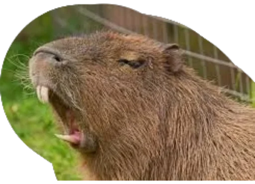 Kapibara stiker 🕷️