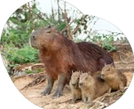 Kapibara stiker 🦋
