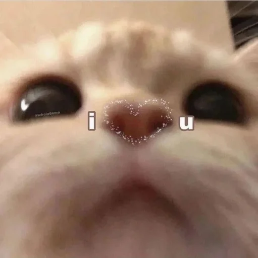 Стікер Catto ❤️