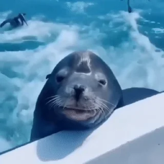 Тюленюсы Лесси☀️ sticker 🤝