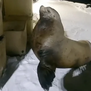 Тюленюсы Лесси☀️ sticker 🤨