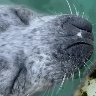 Тюленюсы Лесси☀️ sticker 👃