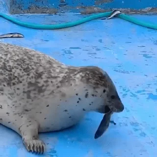 Тюленюсы Лесси☀️ sticker 😜
