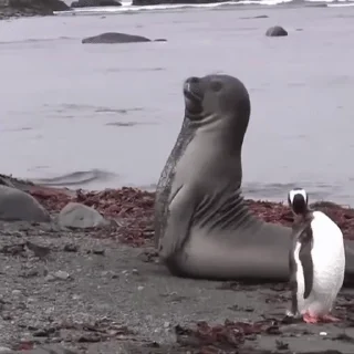 Тюленюсы Лесси☀️ sticker 🤪