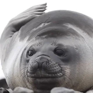 Тюленюсы Лесси☀️ sticker 💆‍♂️