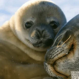 Тюленюсы Лесси☀️ stiker 👩‍👧