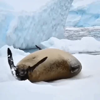 Тюленюсы Лесси☀️ stiker 🤪