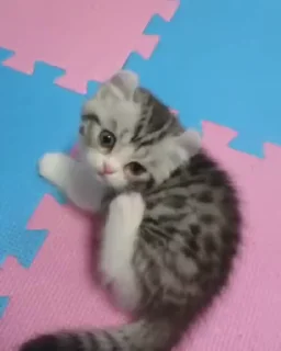 Kitten sticker 😺