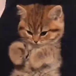 Стикер Kitten 😺