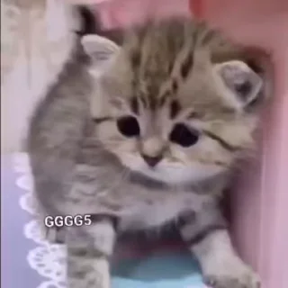 Kitten sticker 😺