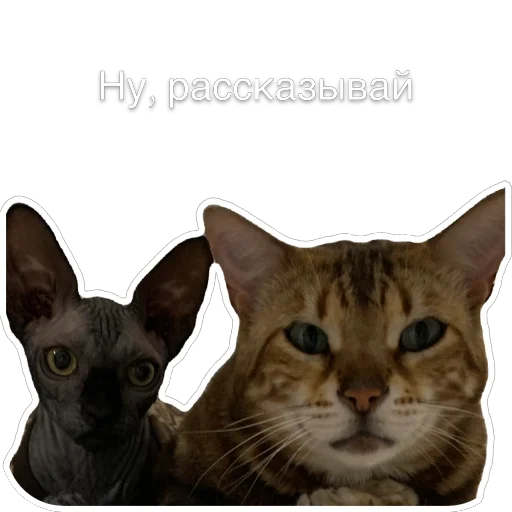 Telegram Sticker «Гостецкий» 😊
