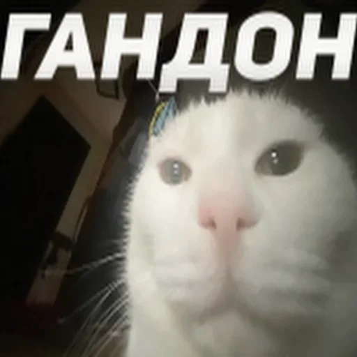 Стикер Telegram «Cats memes» ❤️