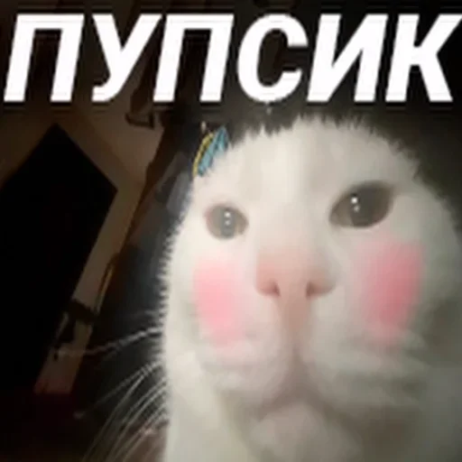 Cats memes sticker ❤️