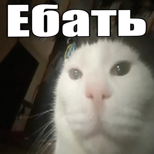 Cats memes stiker 😳