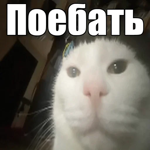 Cats memes stiker 😎