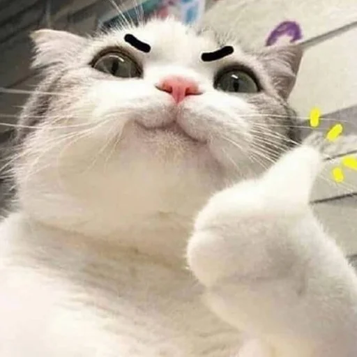 Стікер Telegram «Meme Cat» 👍