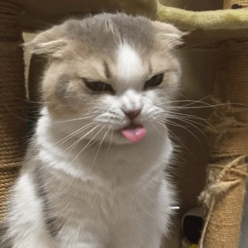 Telegram stiker «Meme Cat» 😑