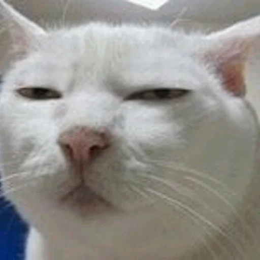 Telegram Sticker «Meme Cat» 😑