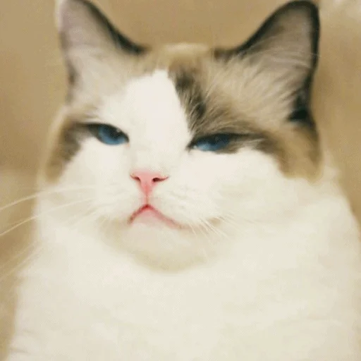 Стикер Telegram «Meme Cat» 😑