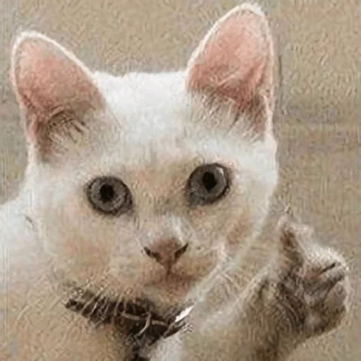 Telegram Sticker «Meme Cat» 👍