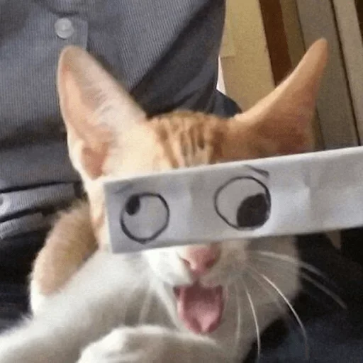 Telegram Sticker «Meme Cat» 😝